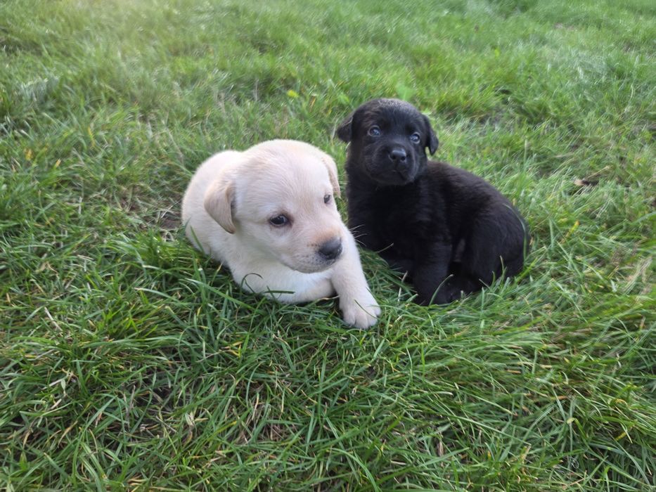 LABRADOR retriever szczeniak ZKwP FCI