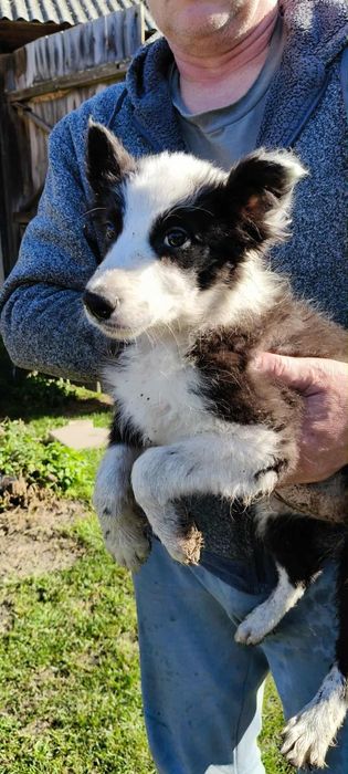 Border Collie.  Pies