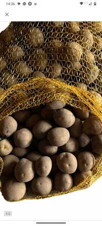 Sadzeniaki ziemniaka Bryza