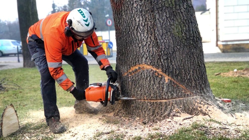 Wycinka drzew z podnośnika /metoda alpinistyczna/rębak/frezowanie pni