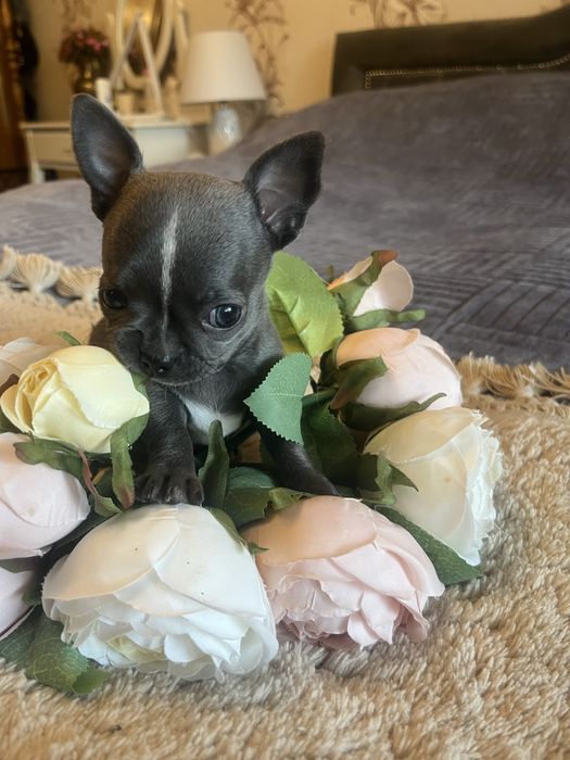 Piesek  chihuahua mini