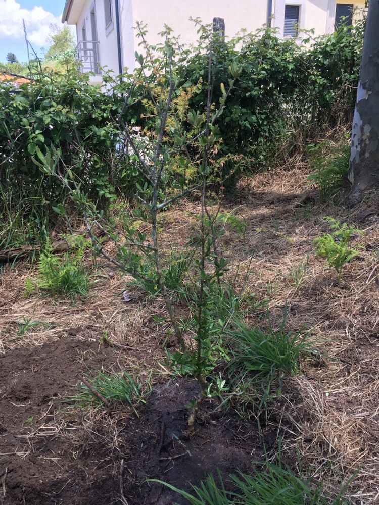 Limpeza de terrenos,jardins,condomínios corte de lenha para lareira ..