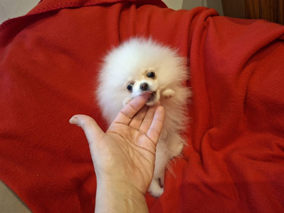 Sunia szpic miniaturowy pomeranian