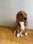 Beagle (Milton )