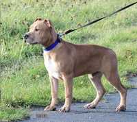 American Staffordshire Terrier FCI/ZKwP
