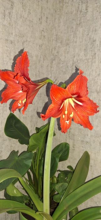 Продам гіппеаструм_лілія_Джонсоні