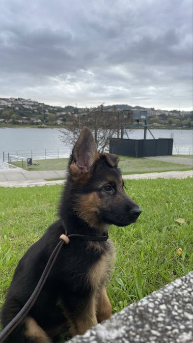 Pastor Alemão Macho