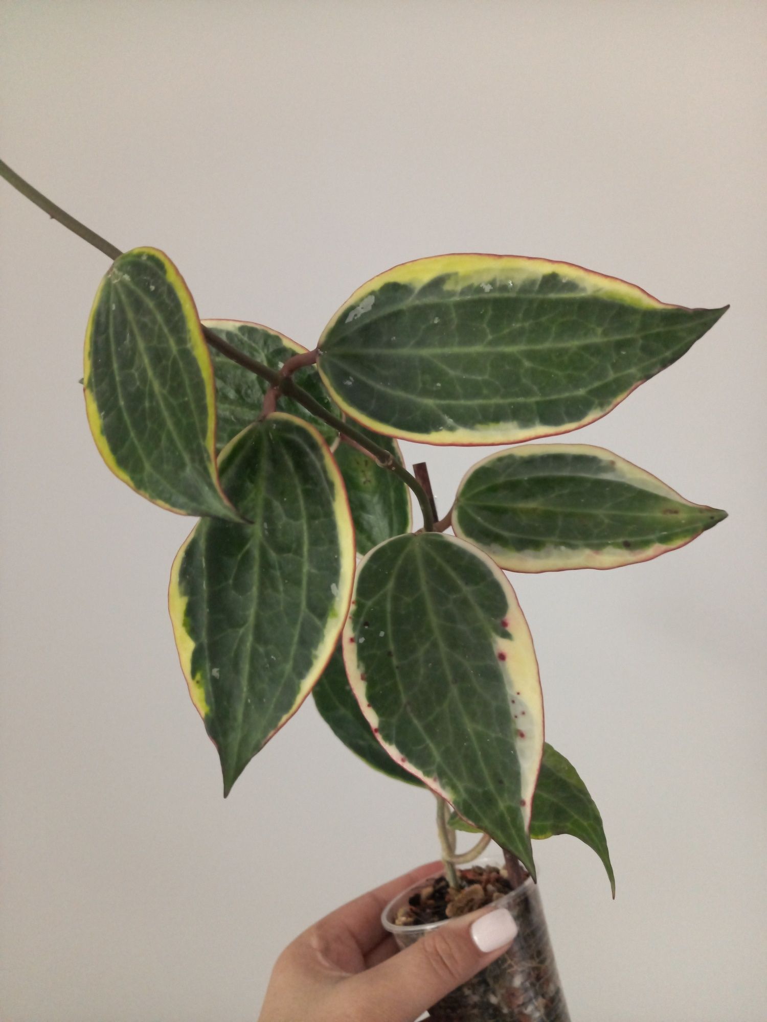 Hoya Macrophylla Albomarginata