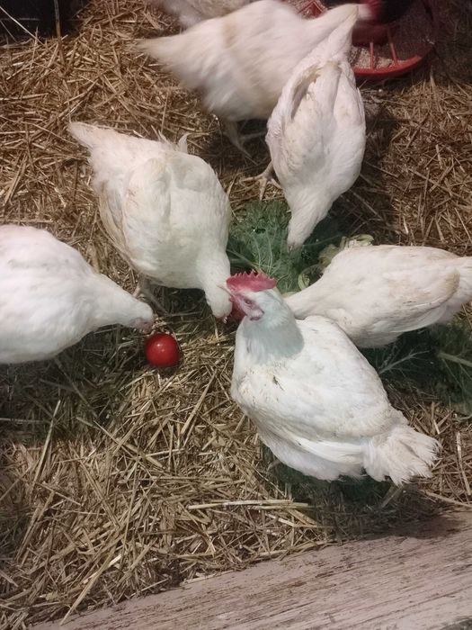 Kurczak ze wsi ,kura rosołowa,  brojler, mięso z kury, tuszka