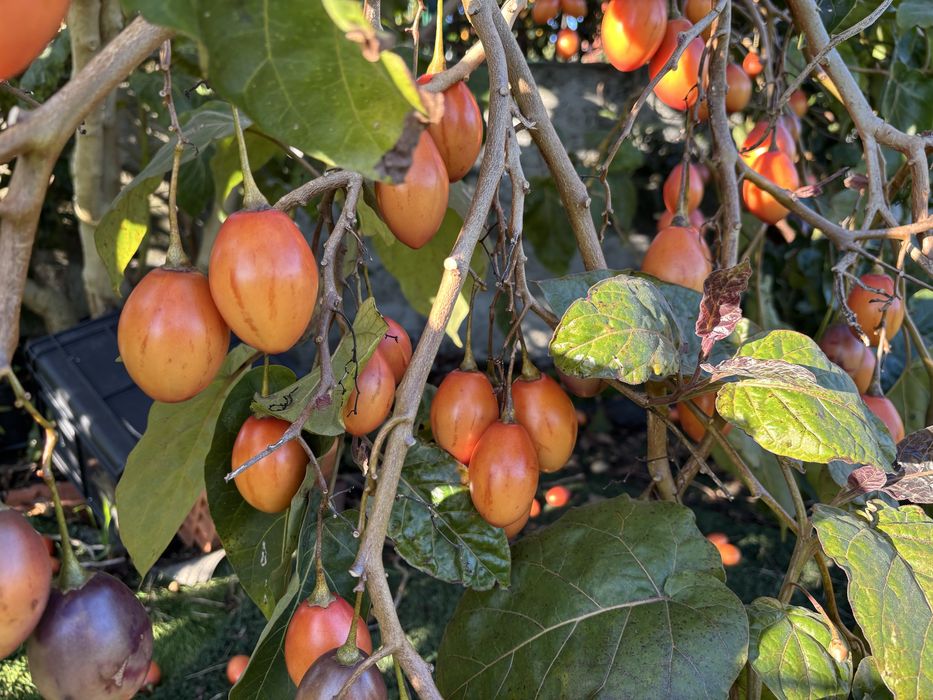 Tomate Brasileiro ou Tamarilho côr de laranja e vermelho