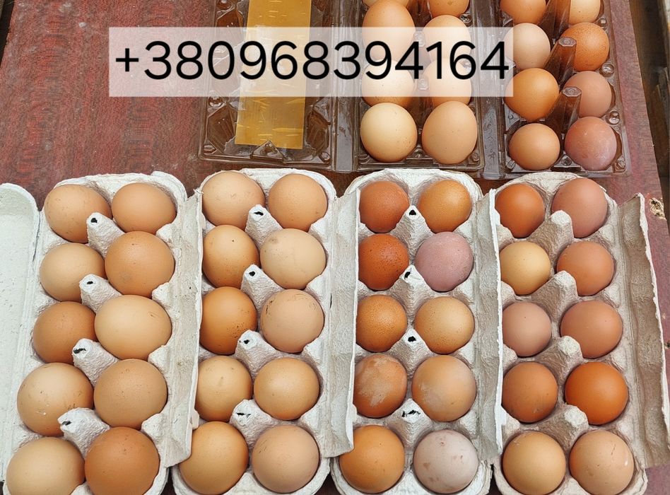 Домашні курячі яйця ,ДОСТАВКА Центрально-міський район