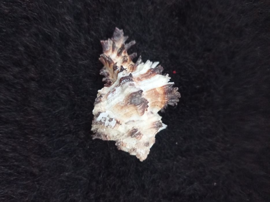 Натуральная ракушка. Мурекс