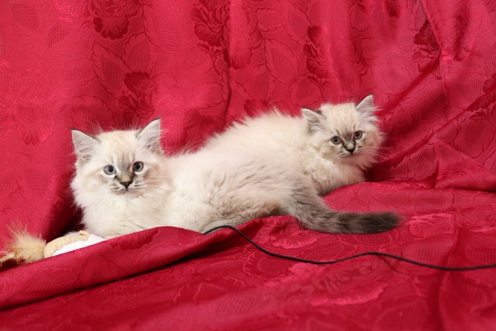 Кошенята невської маскарадної