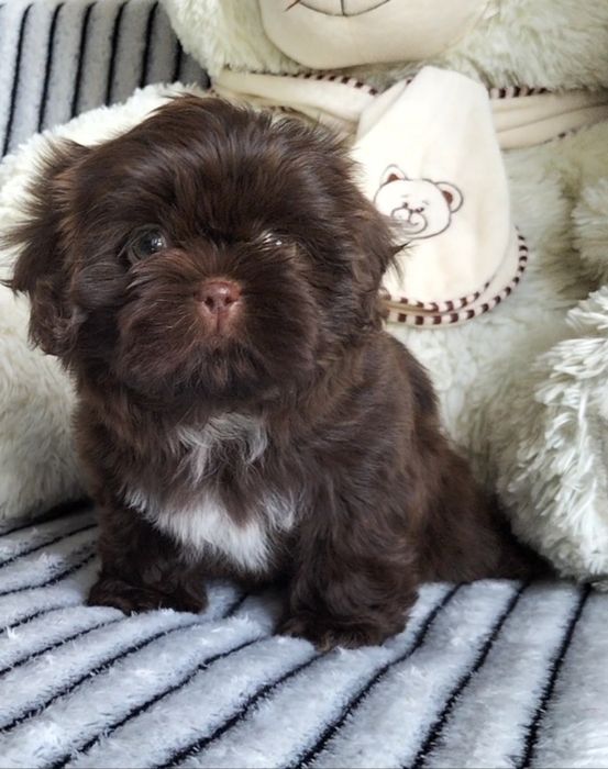 Shih Tzu śliczna czekoladowa 8 tygodniowa suczka