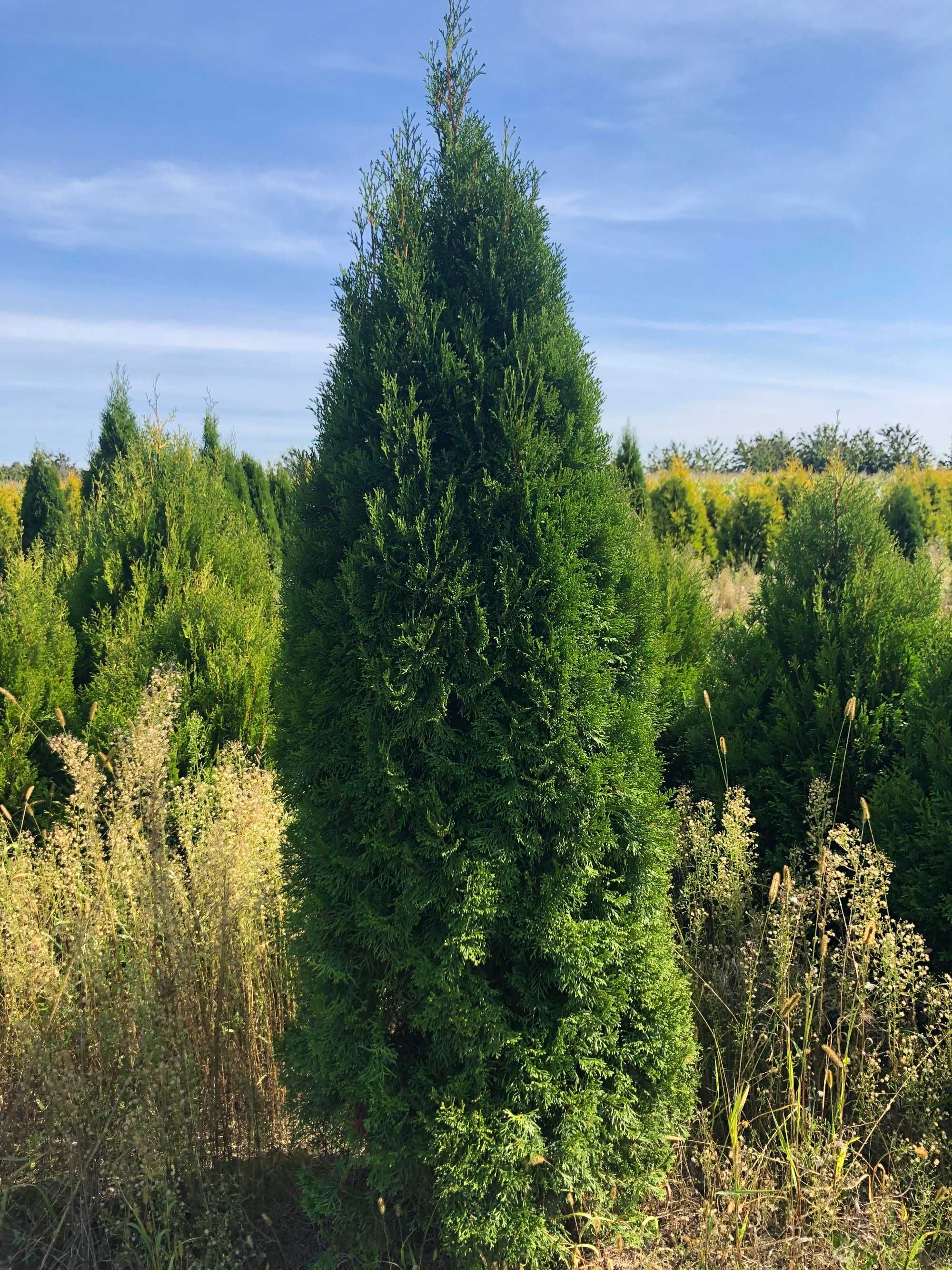 Tuja szmaragd, tuje od 80 do 250 cm! Thuja brabant do 270!