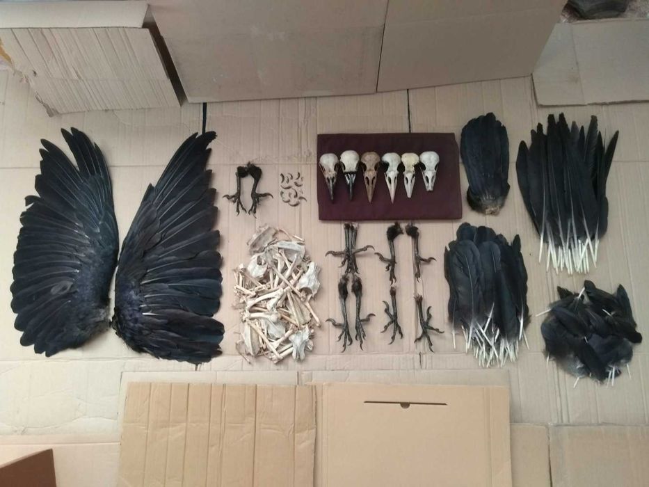 Черный ворон / крук : перья череп крылья лапки кости хвост кости Птица