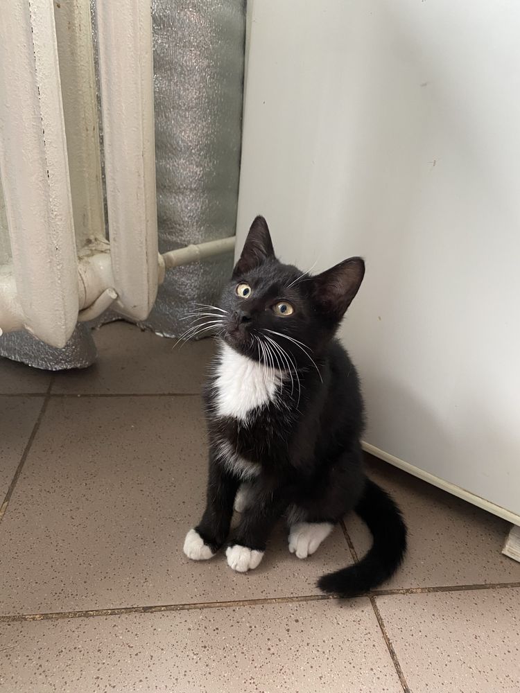 Кошеня, котеня, котик, котики, киця, кіт, котенок