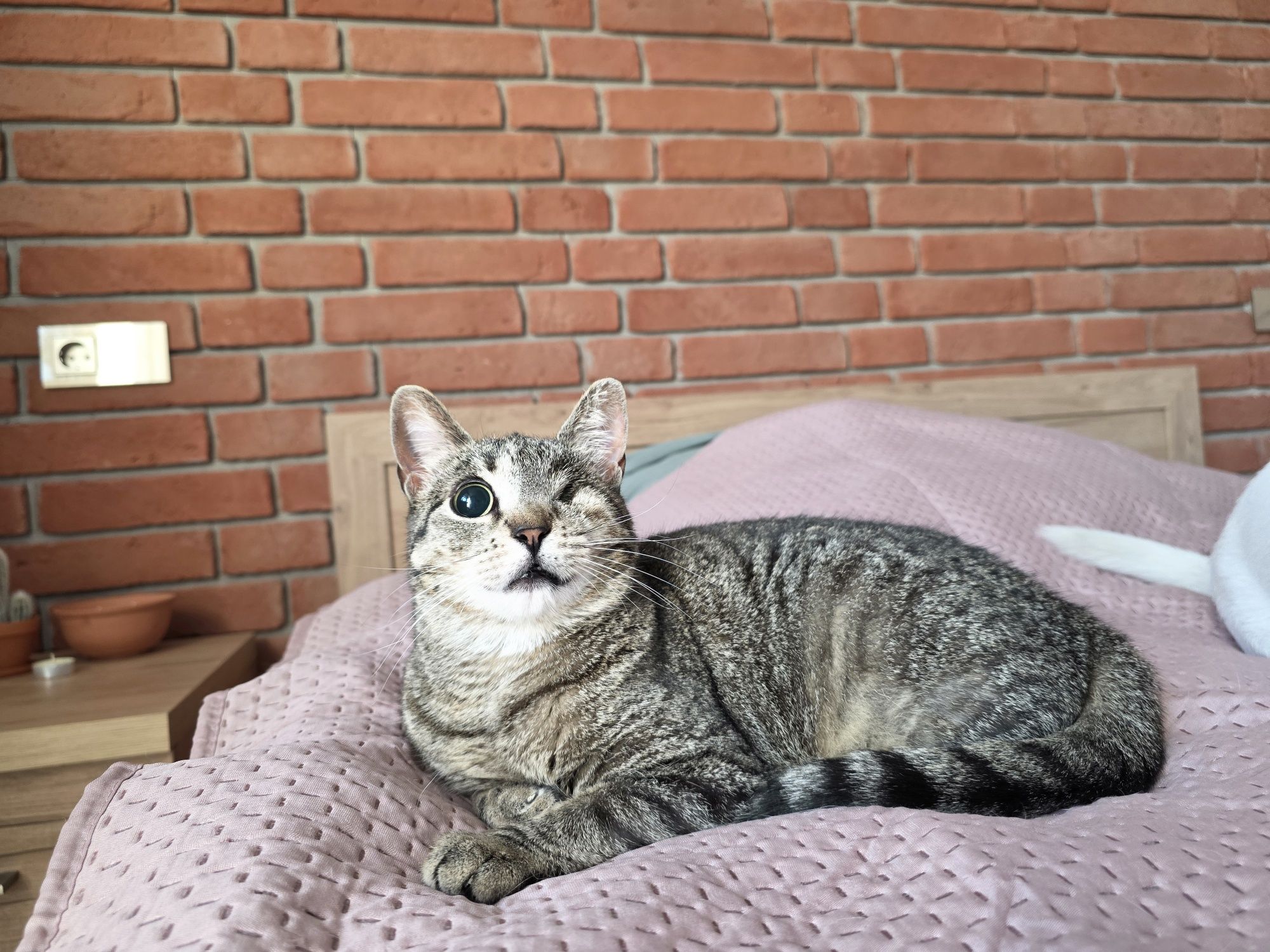 Grażynka kotka do adopcji 3 lata