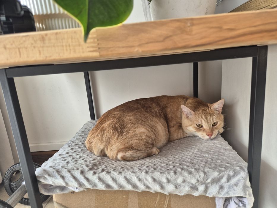 Rudy biszkoptowy kot bez 1 palca zaginął