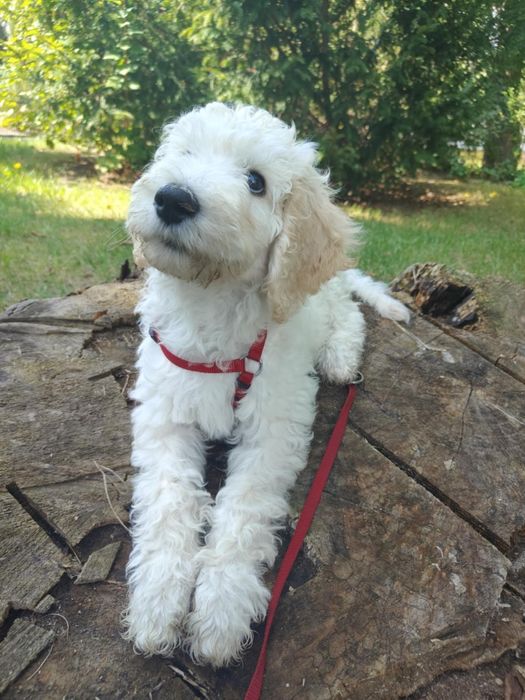 Labradoodle szczeniak