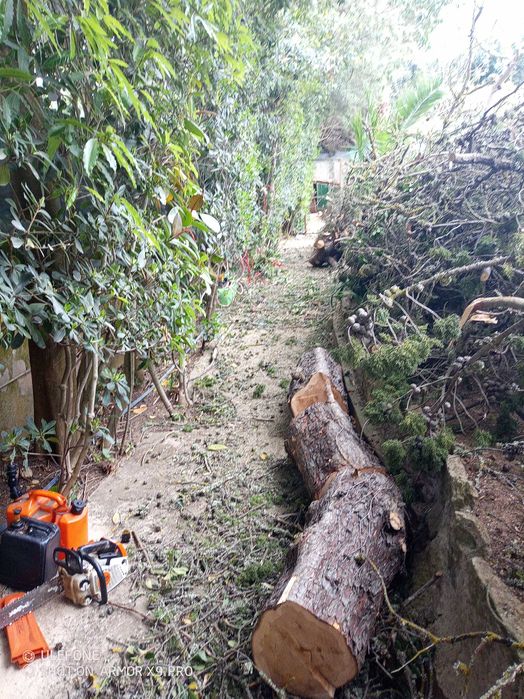Manutenção de terrenos, corte/poda árvores