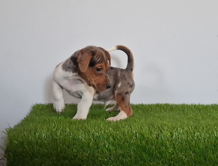 Jack russel exotico