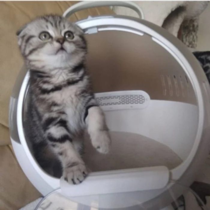 Dziewczynka zwisłoucha