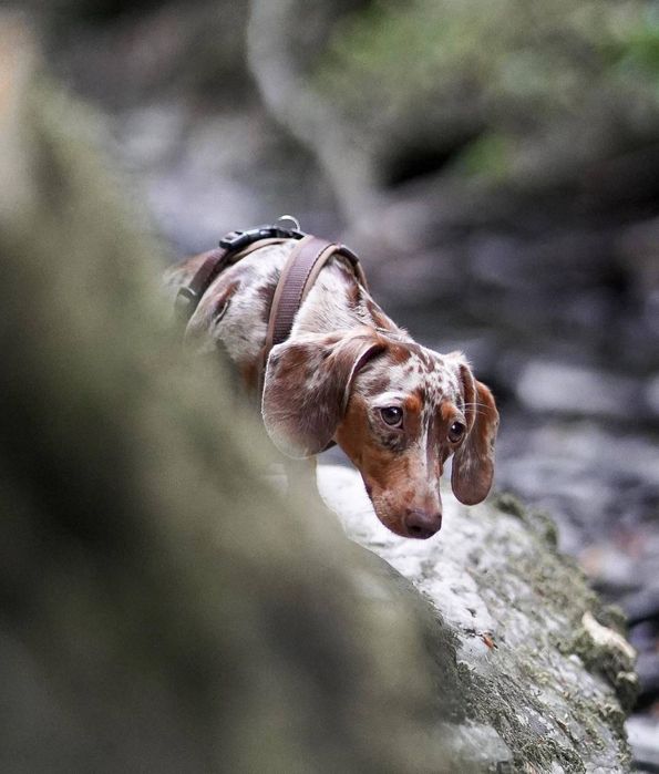 Шоколадно- мраморна дівчинка