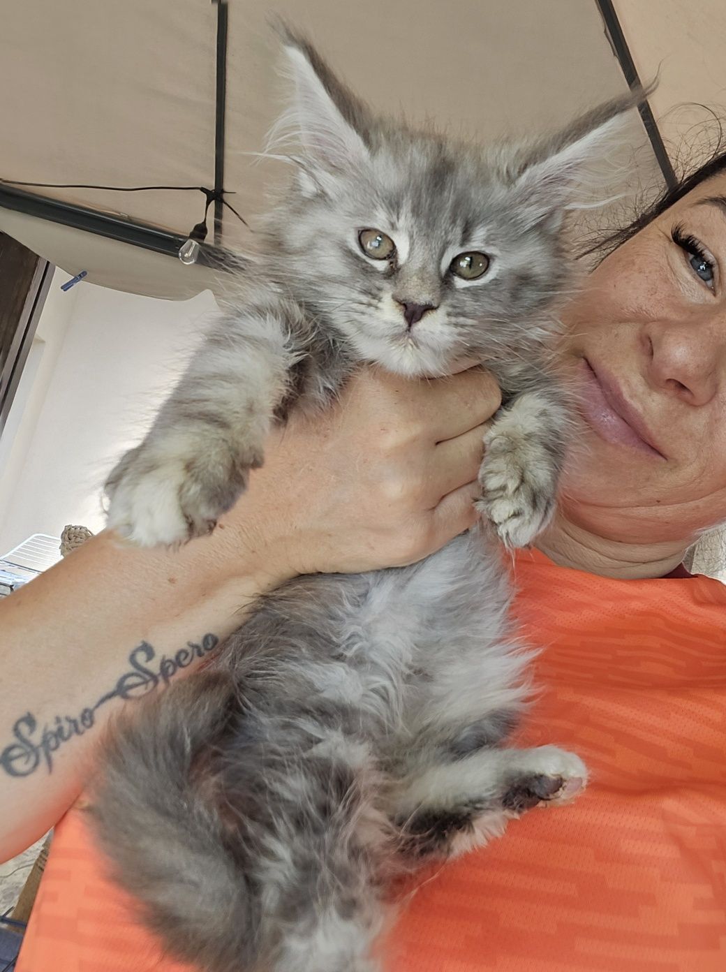 Mainecoon Felis Polonia kotka