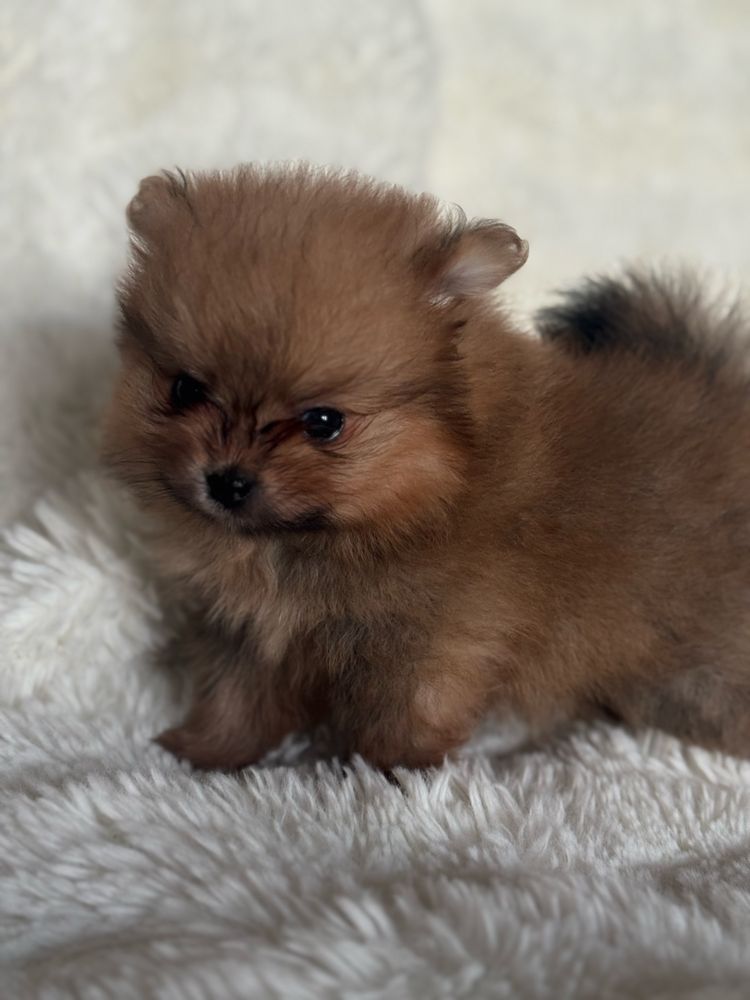 Szpic miniaturowy/Pomeranian - chłopiec