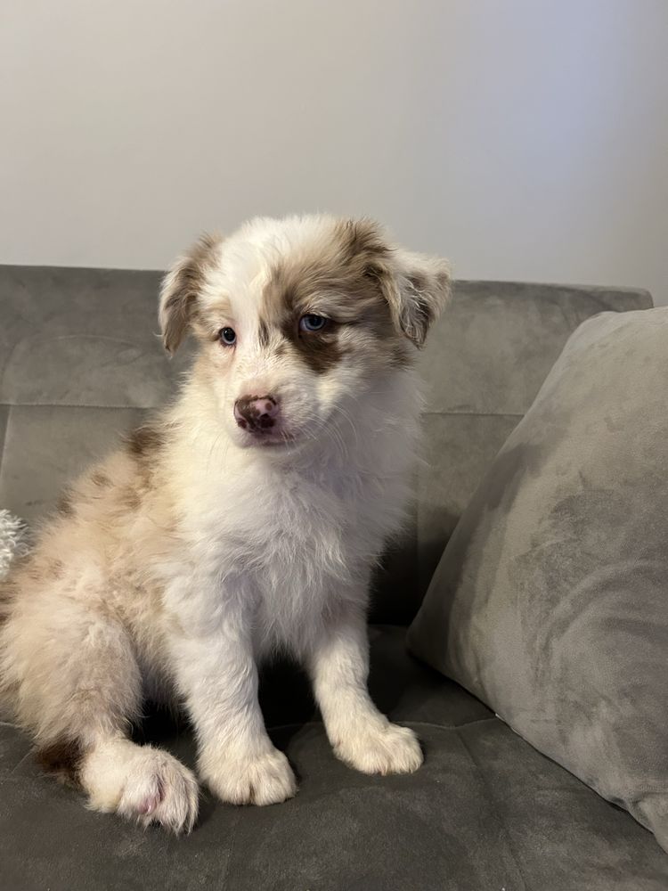 Piesek border collie Red Merle