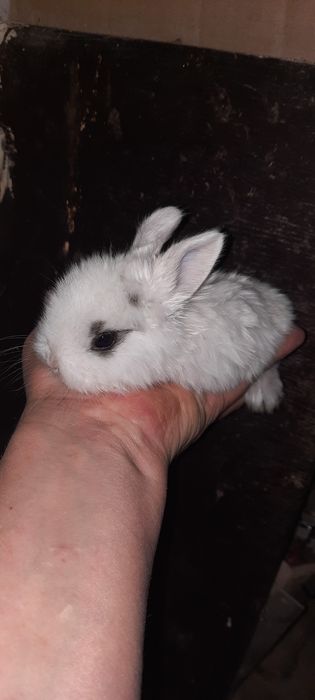 Кролик на долоні