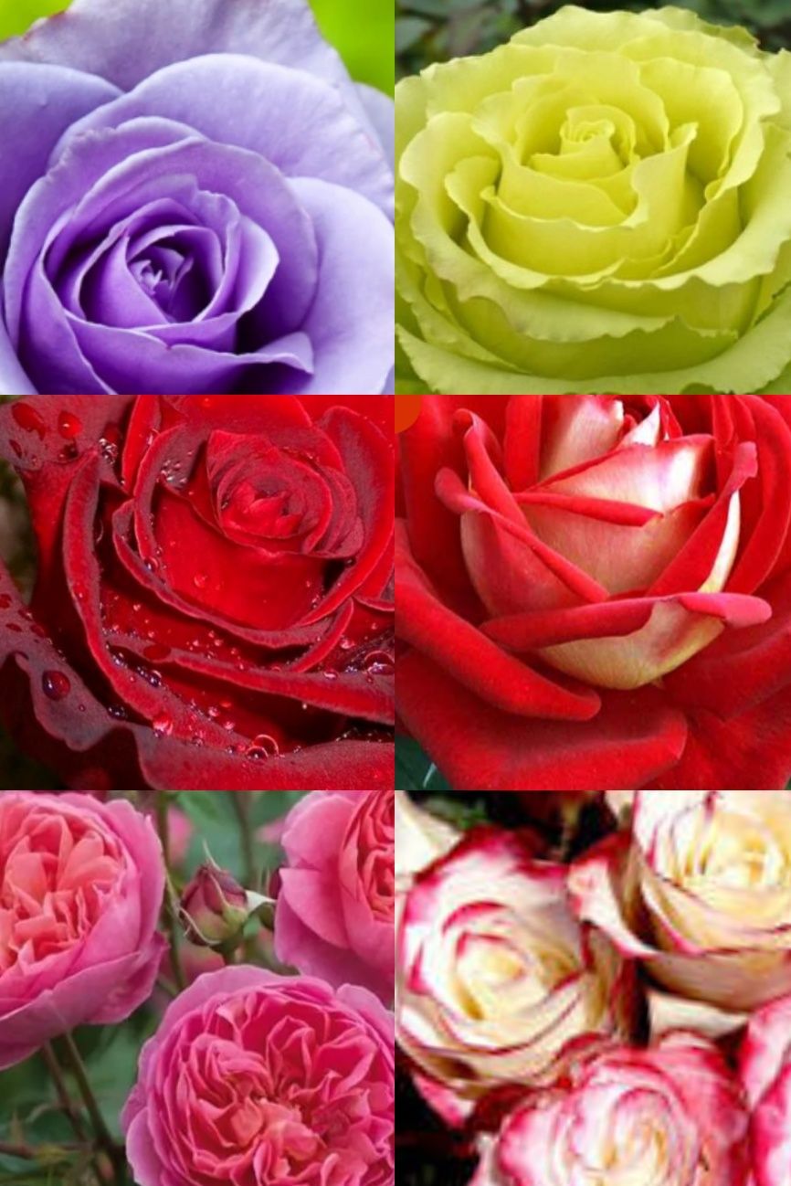 Саджанці троянд, різні