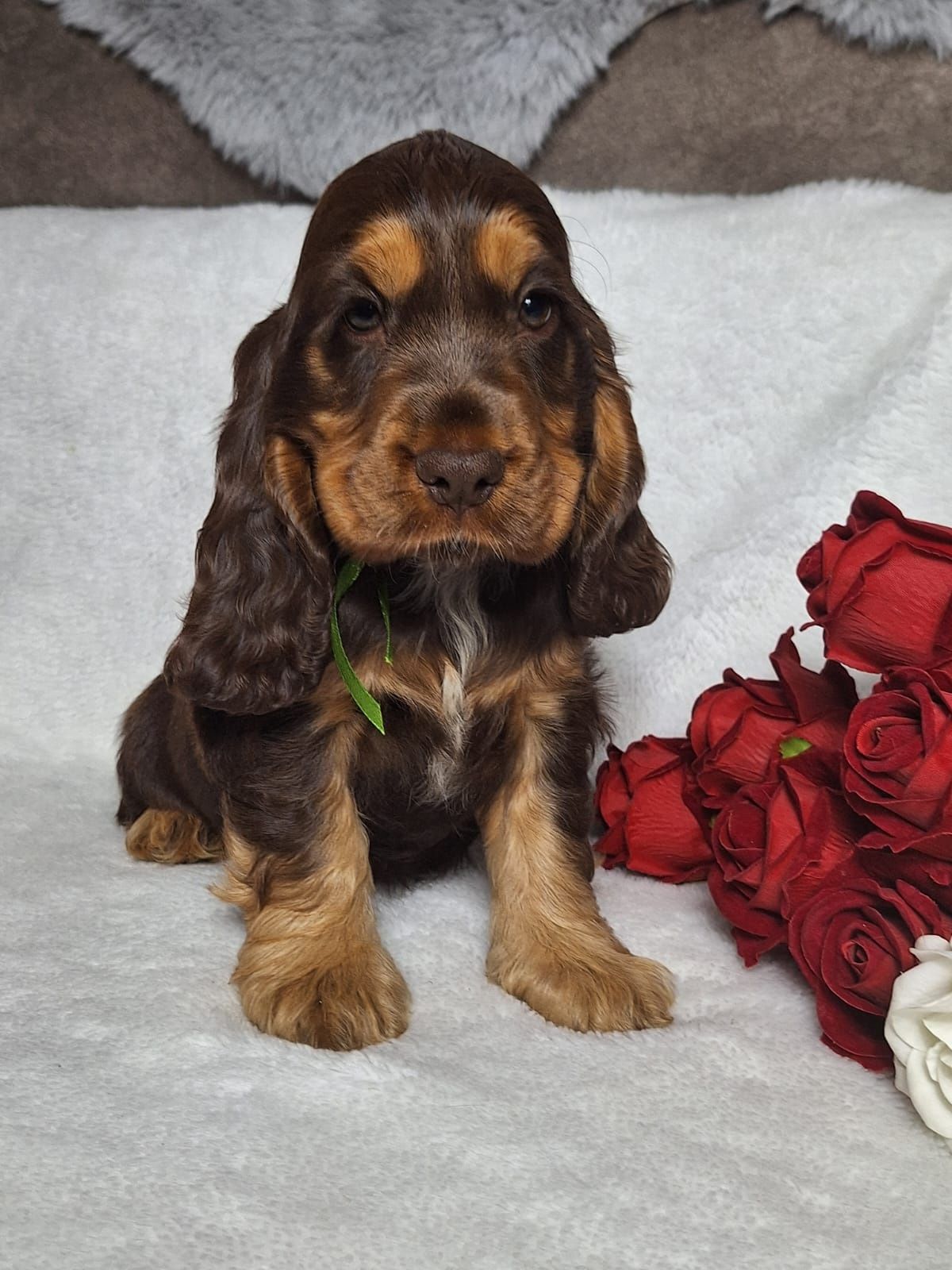 Cocker spaniel angielski - czekoladowo podpalany piesek