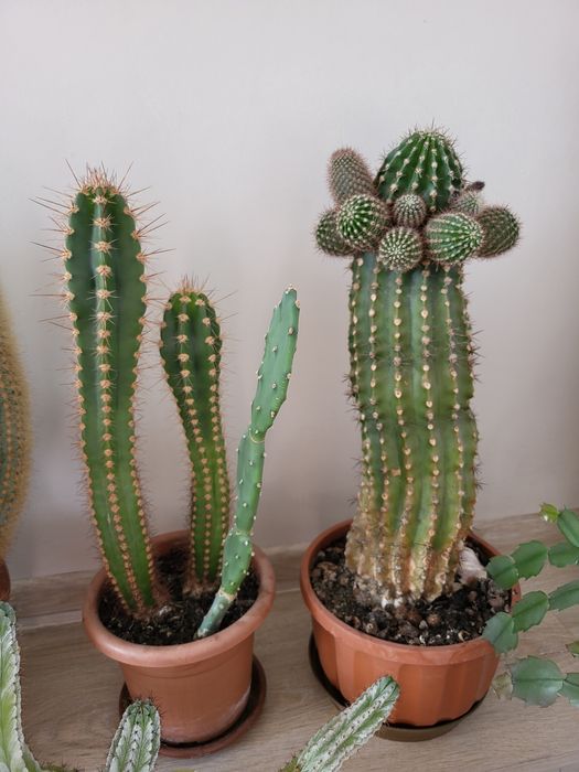 Kaktusy-cała kolekcja domowa