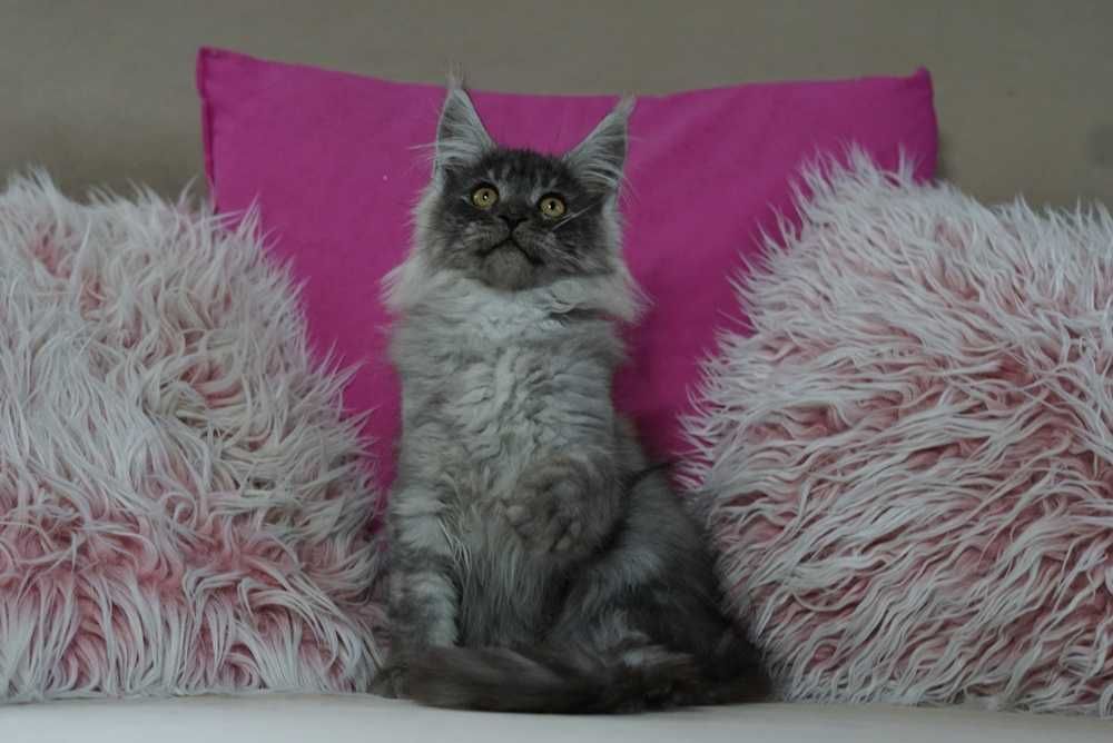 Kocurek maine coon