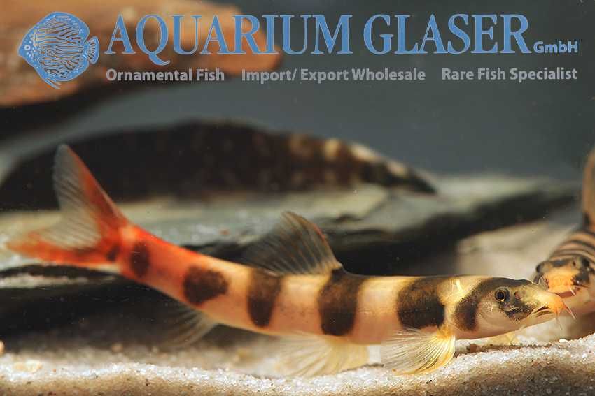 Kapuasia falaris wild