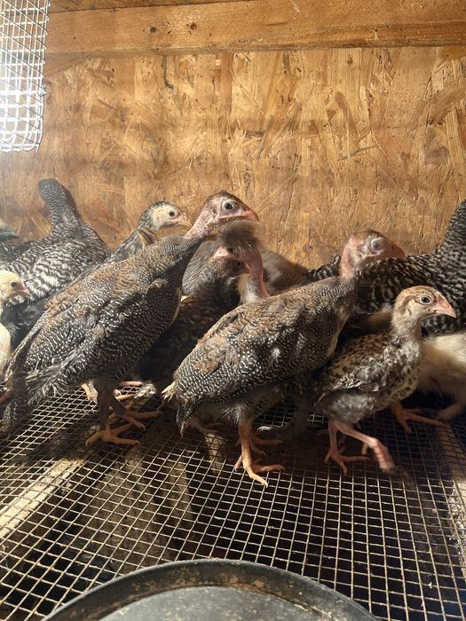 Цесарки підрощі