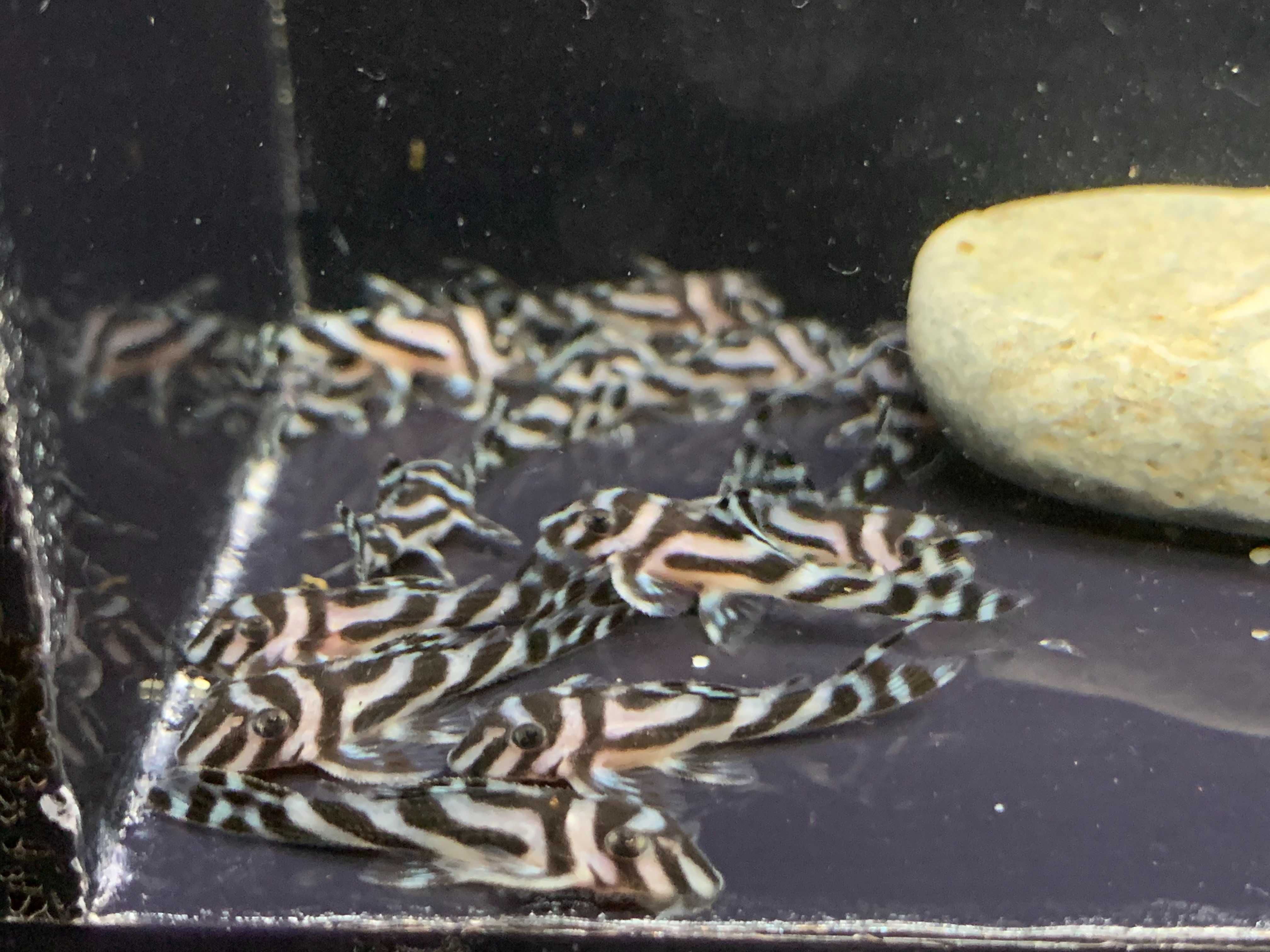 Hypancistrus L46 Zebra zbrojnik ryba rybka akwariowa