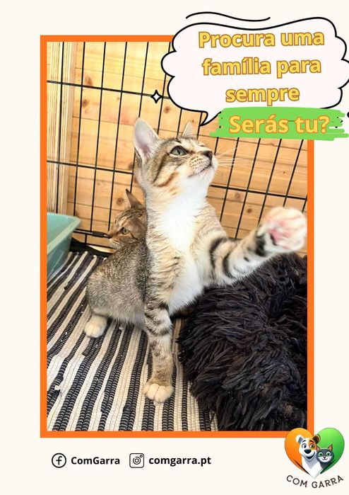 Gatinhos para adoção
