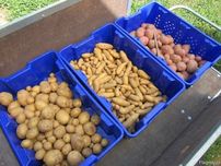 Картофель семенной (посадочный) 1, 2 репродукции. В наличии 20 сортов
