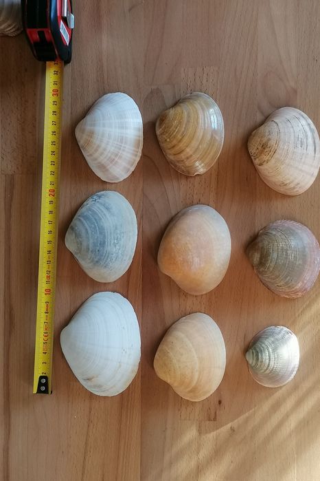 Conjunto 9 conchas do mar