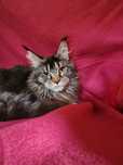 Maine Coon kotka kocieta