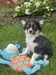 Chihuahua dlugowłosa ZKwP/FCI