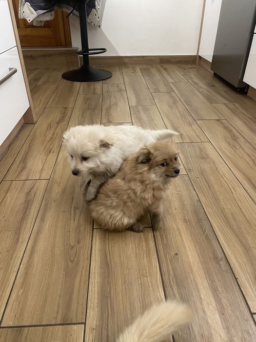 Małe pieski do oddania