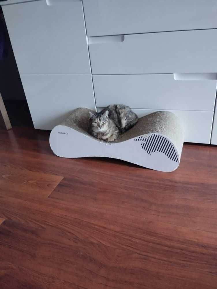 Roczna,delikatnej budowy,wrazliwa,tulaśna bura pręgowana kotka.ADOPCJA