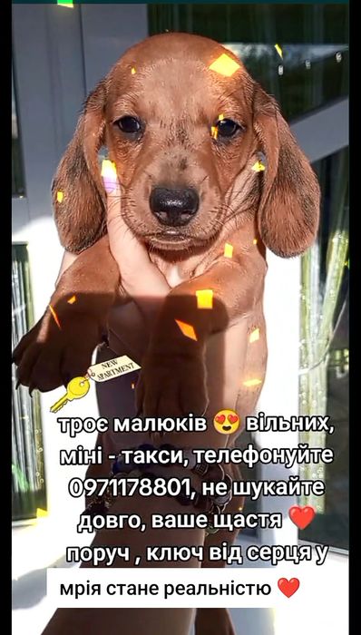 чистокровна Такса - друг, охоронець