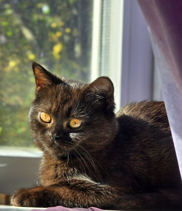 Шоколадний хлопчик