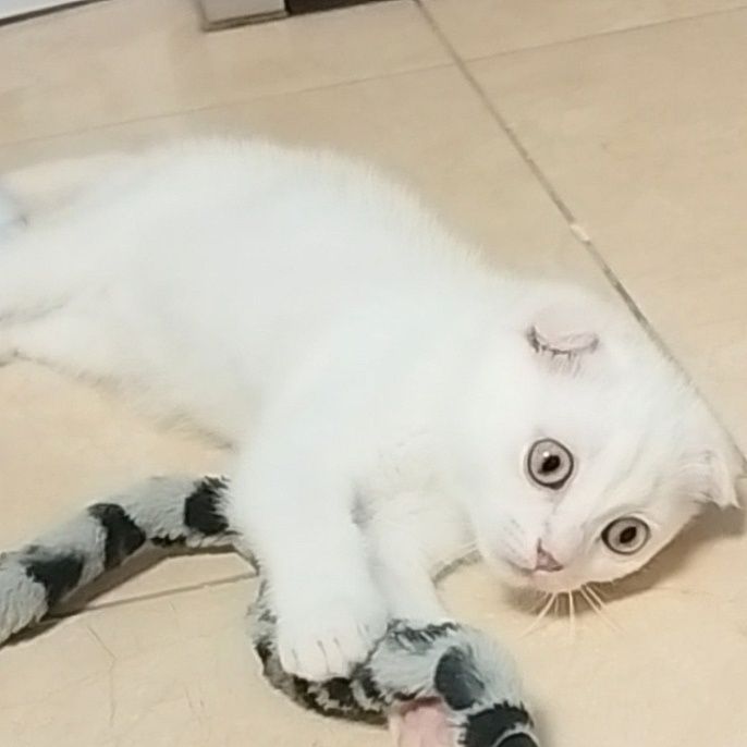 Macho Scottish Fold