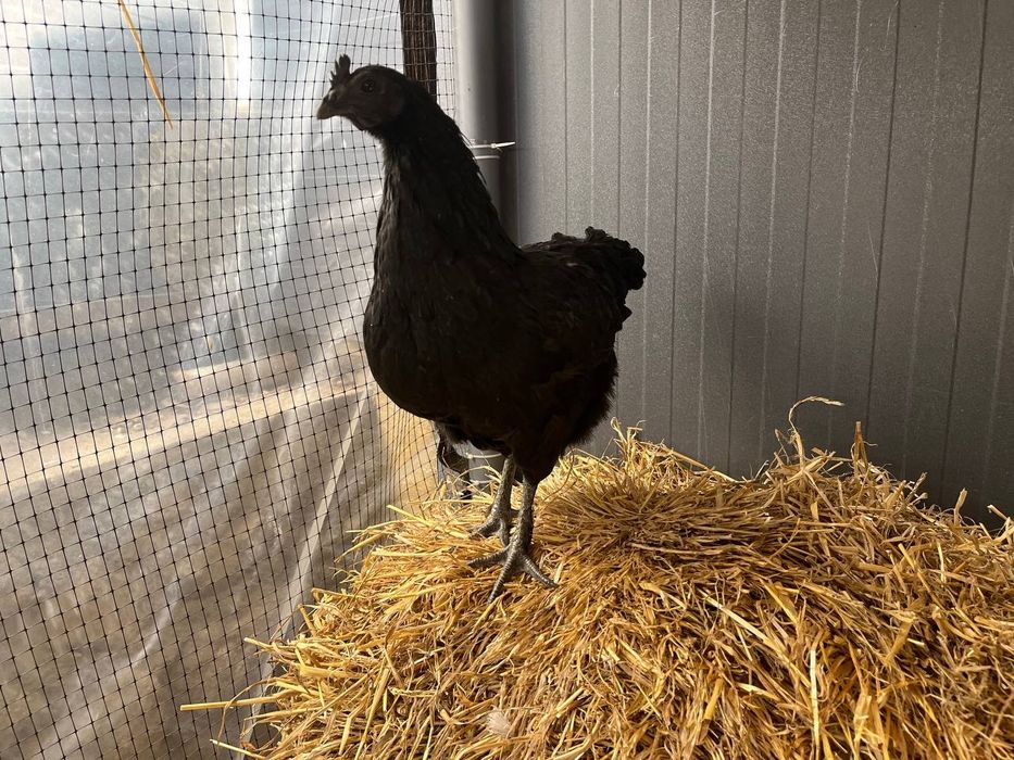 Продаю інкубаційні яйця курей породи Аям Цемані